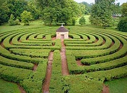 boxwood maze