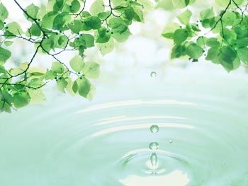 leaves in water