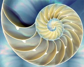 nautilus shell