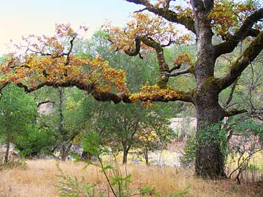 old oak tree near the river at Swallowtail Ranch in the autumn