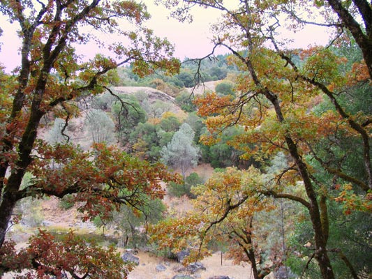 view across the hillside through oak trees