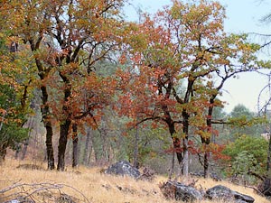 oaks on a hillside at Swallowtail Ranch