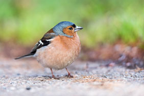 blue-capped baby bird