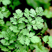 cilantro leaves