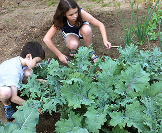 children harvesting kale in the garden