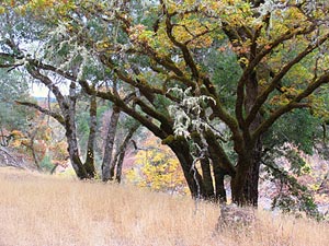 moss hanging from oak trees at Swallowtail Ranch in autumn