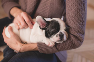 woman holding sleeping black and white pug in her arms