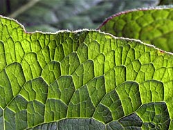 close-up of leaf edge