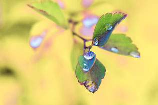 water droplets on leaves