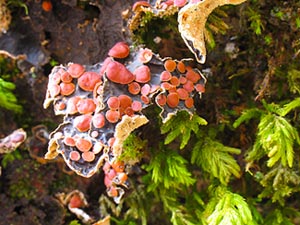 lichens growing on fir tree