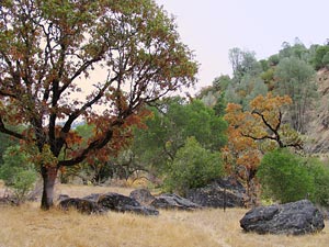 view of trees and large rocks at Swallowtail Ranch