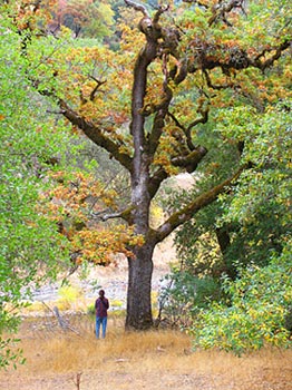 tall oak in autumn at Swallowtail Ranch