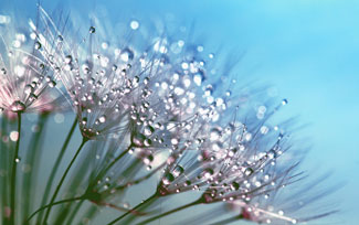 dewdrops on plants