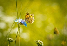 butterfly on owl clover