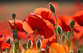 poppies