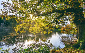 tree near a lake with branches backlit